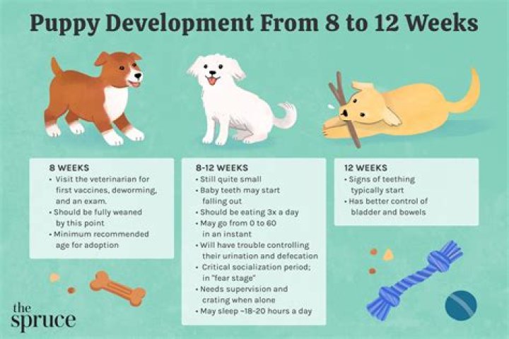 Can 10 week old puppies sleep through the night?