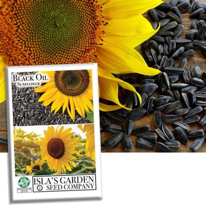 Do blackbirds eat black oil sunflower seeds?