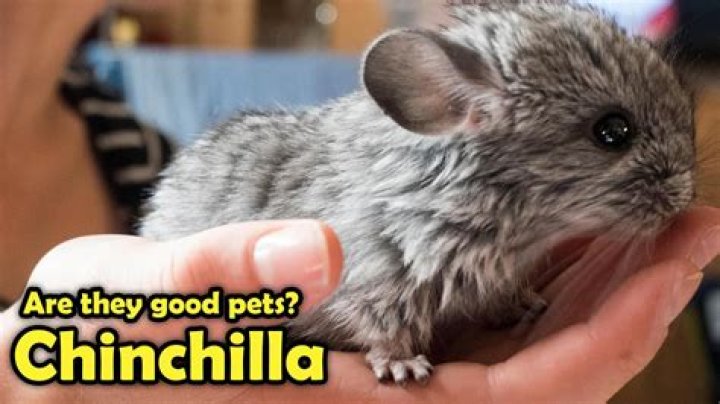 How good are chinchillas eyes?