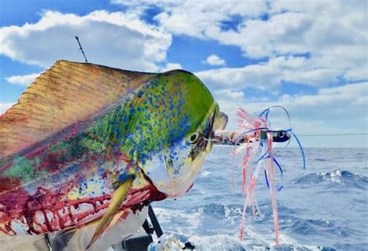 Is there mahi mahi in Florida?