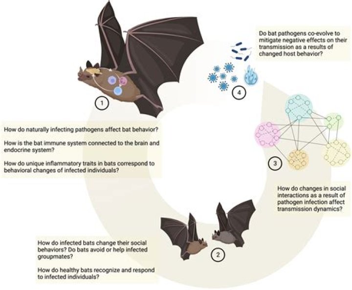 PulseDash | Do bats have periods?