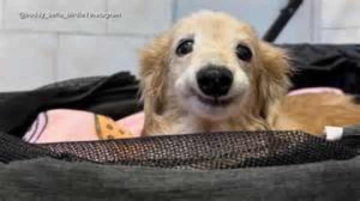 Uncovering The Viral Car Phenomenon