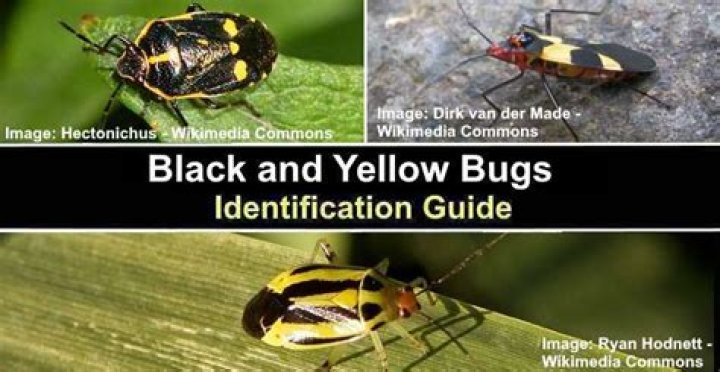 Unveiling The Meaning Of "Black And Yellow": Discoveries And Insights
