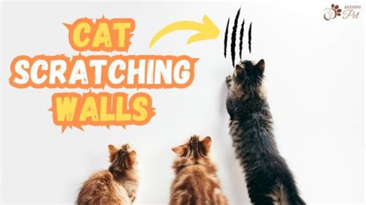 What do I do if I hear scratching in the walls?