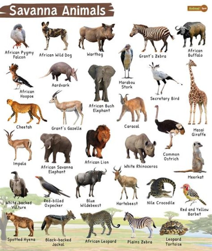 What Is Savannah Demelos Ethnicity? |