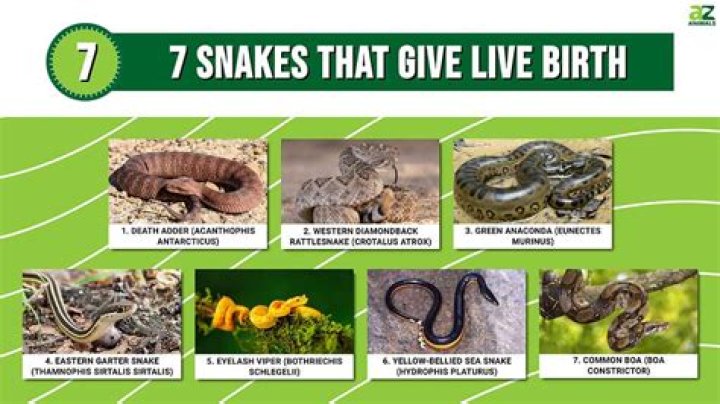 Which animal gives birth to baby and dies?