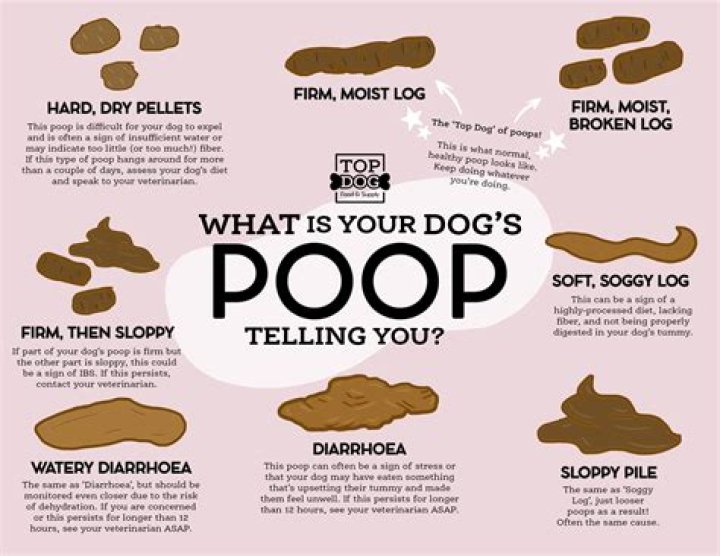 Why does my dog hikes his leg to poop?